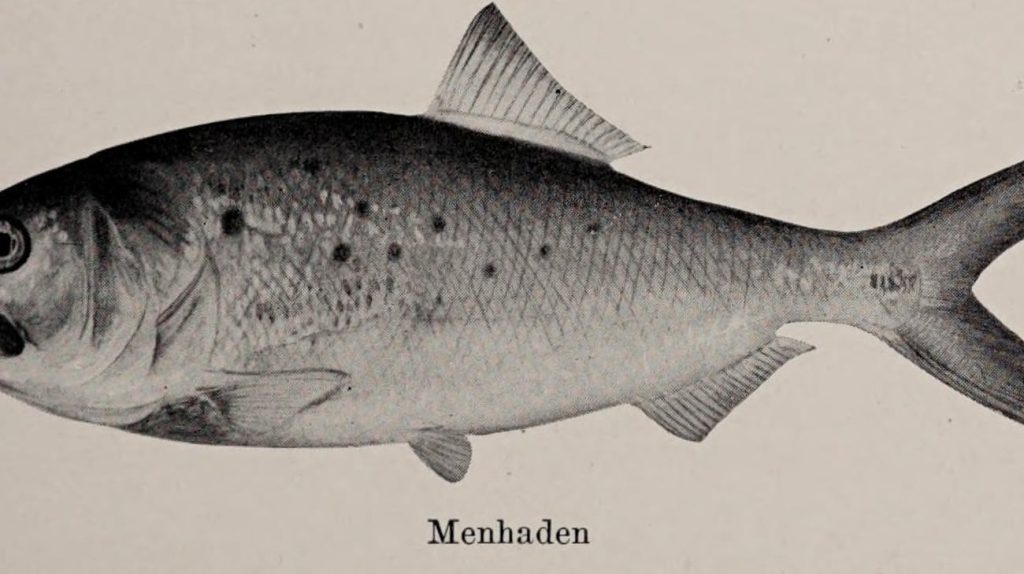 Second Circuit holds wild fish are not ‘property’ under False Claims Act