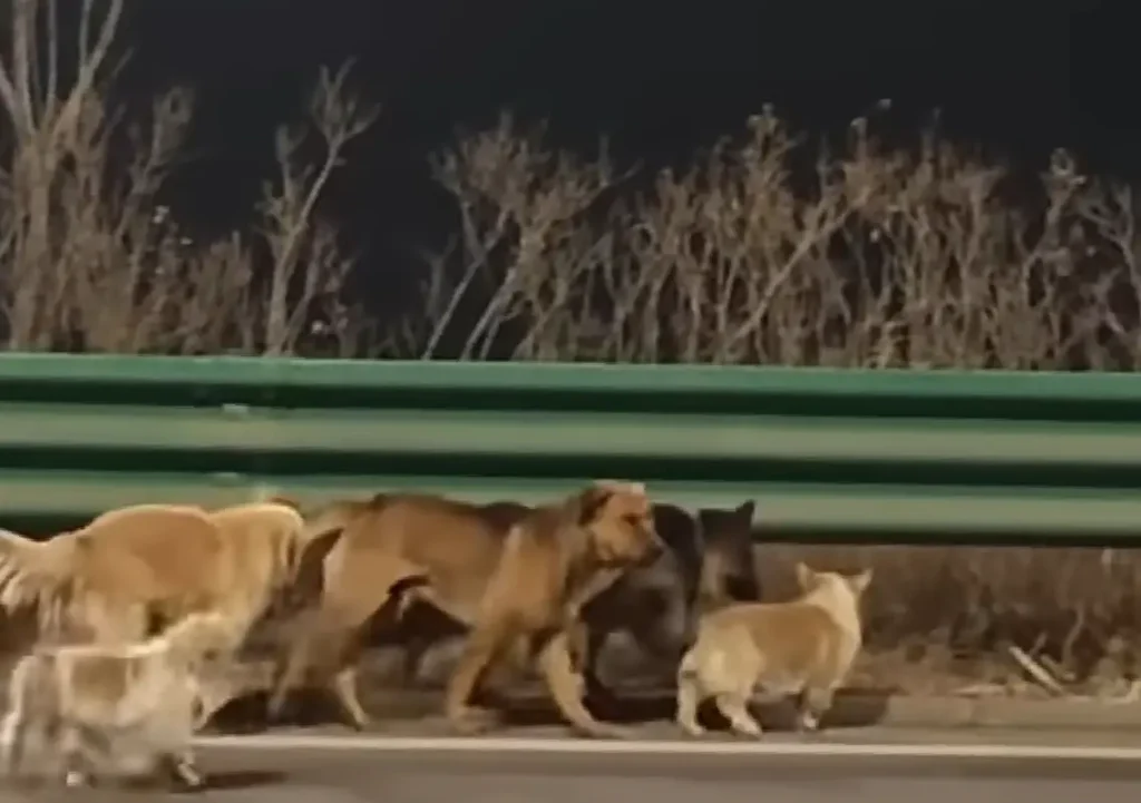 ‘Dogs walked 10 miles home’ story debunked as fake – NewsKarnataka