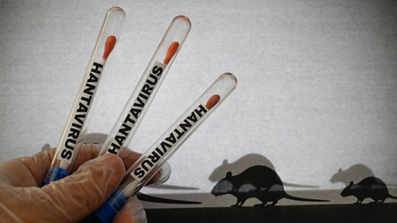 Northern Cape dismisses Hantavirus rumours