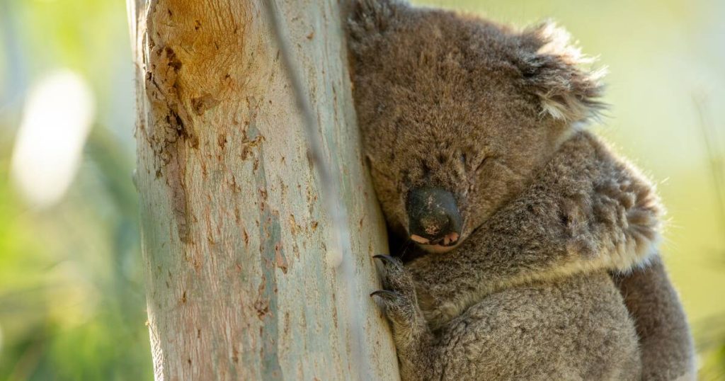 'Apologies': MP's office makes false death claim about man in koala cruelty case – The Standard | Warrnambool, VIC