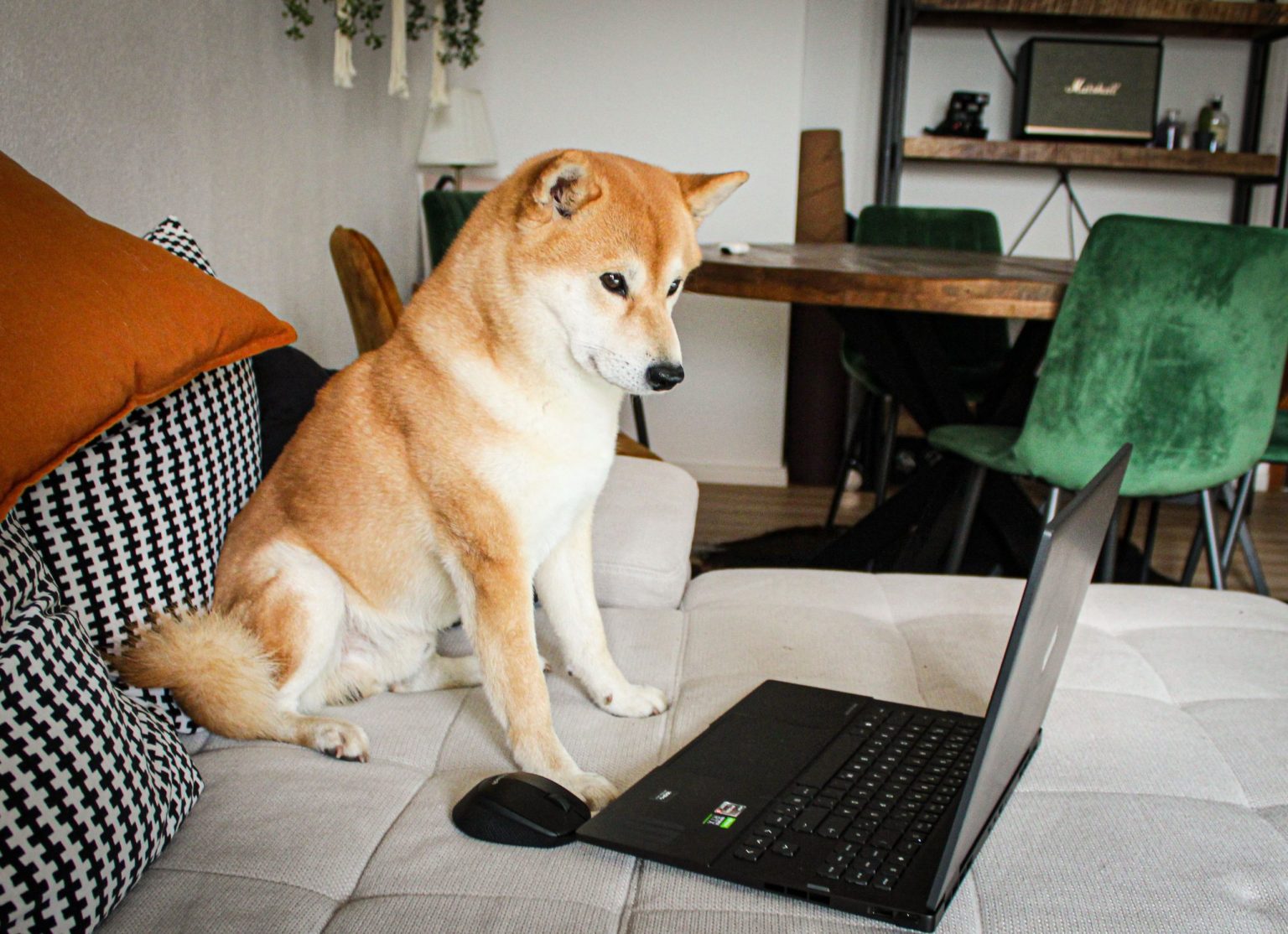 “Don’t always believe the pack”: Expert warns dog owners about misinformation minefield online
