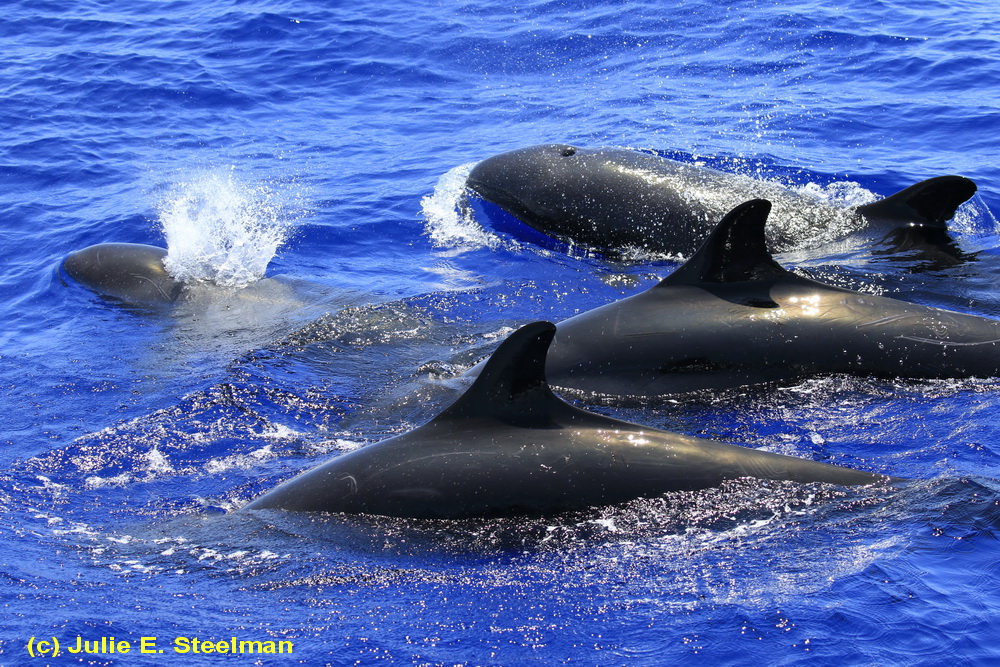 Hawaiʻi’s Imperiled False Killer Whales Are Going Hungry