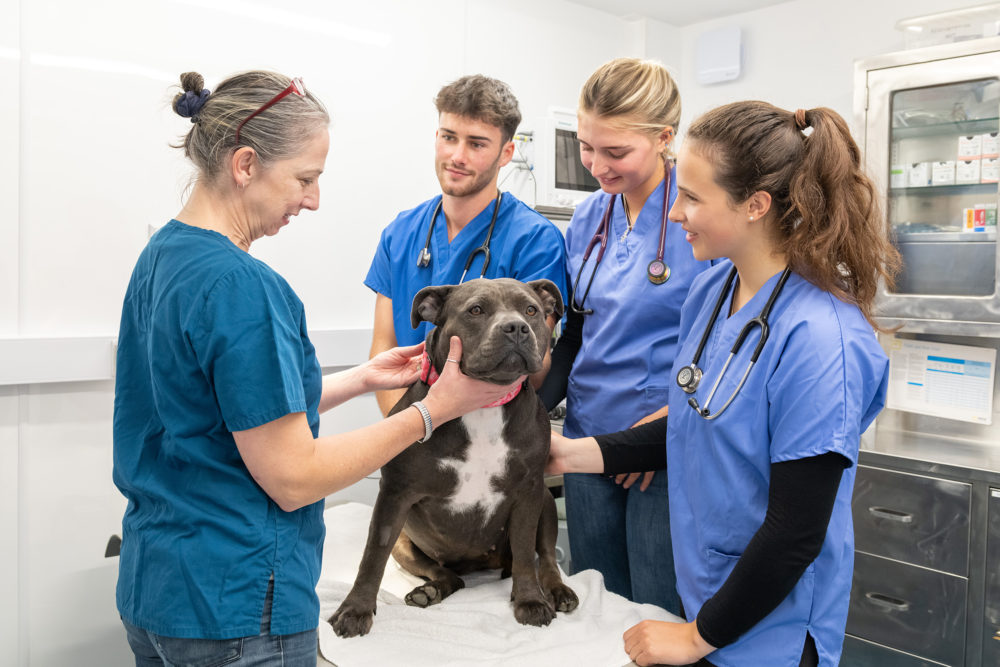 Online ‘misinformation’ could put pets at risk, warns vet charity