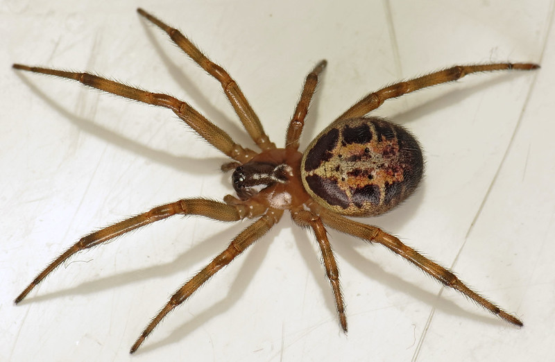 False widow spiders invade UK homes following heatwave