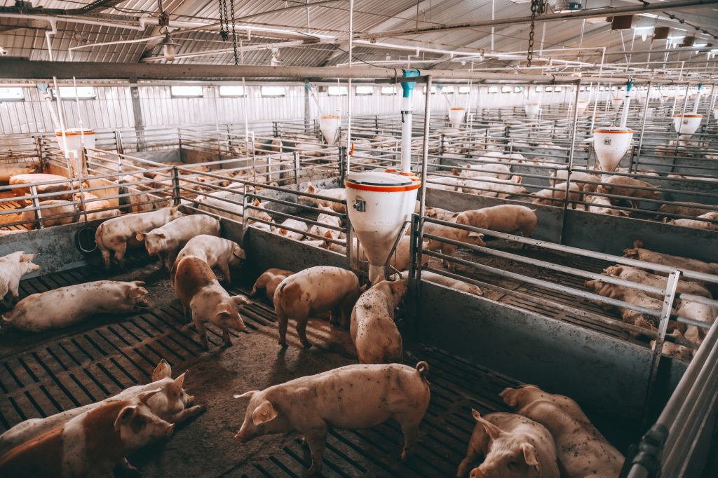 Pork Producers Push Back Against Proposition 12 Misinformation Claims Proposition 12 Debate Concerns Pork Producers