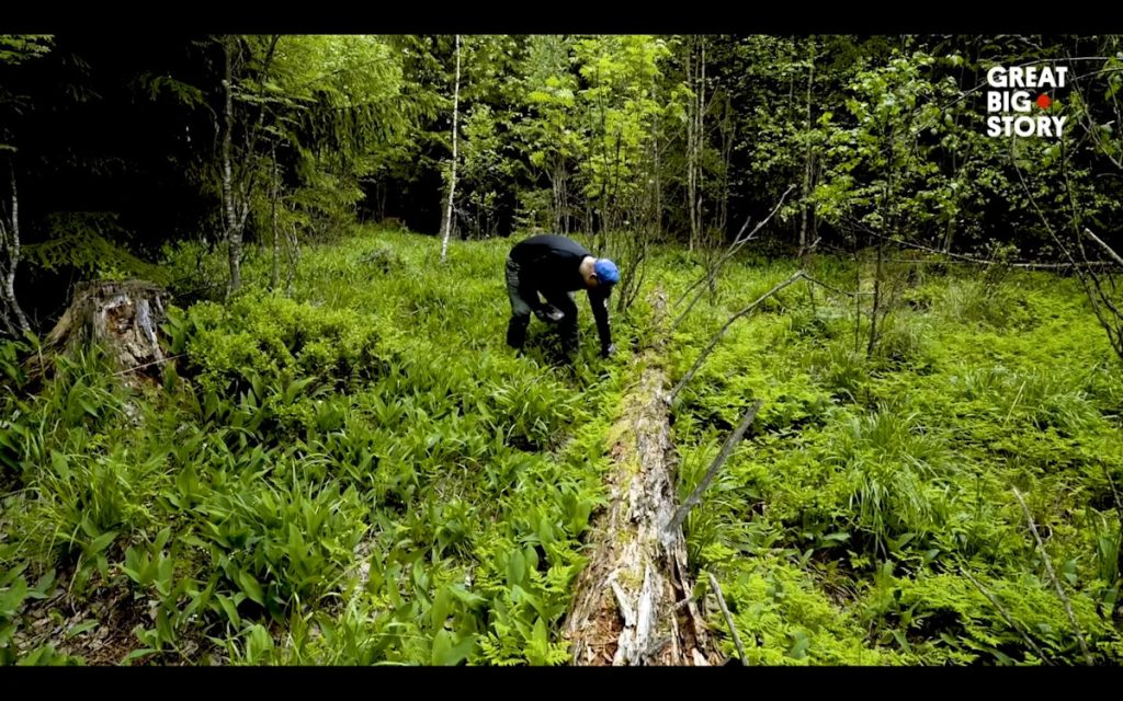The Forbidden Delicacy: False Morel in Finland