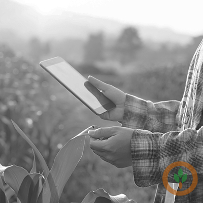 The risks of misinformation for the cattle industry