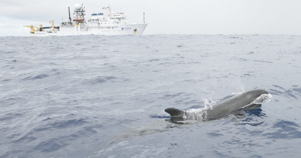 Scientists use drones to determine the health of false killer whales