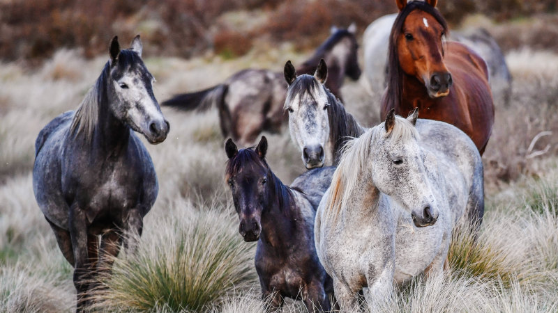 NSW, Victoria brumby cull: Inside the bitter battle between the NSW government and animal lovers