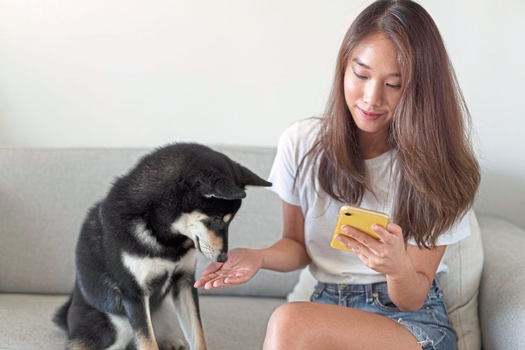Online ‘misinformation’ could put pets at risk, warns vet