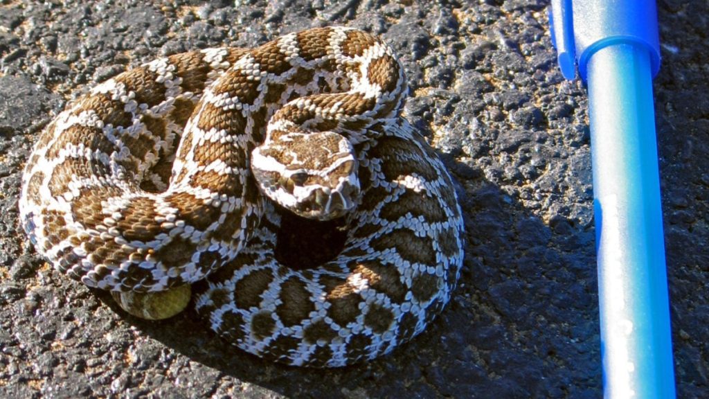 That Thing You’ve Heard About Baby Rattlesnakes? It’s Wrong