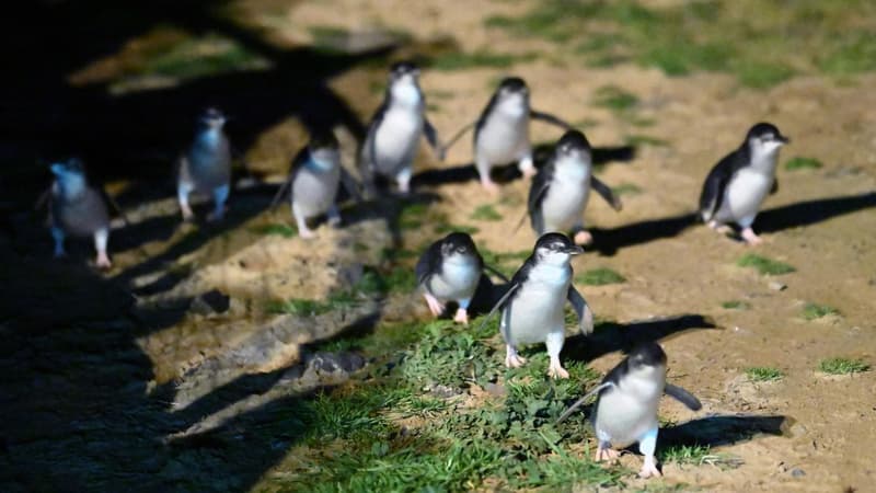 Bird flu misinformation spreads after case confirmed…