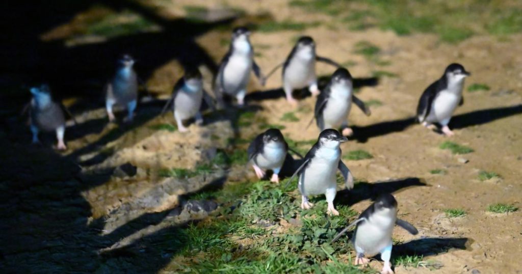 Bird flu misinformation spreads after case confirmed in little penguin