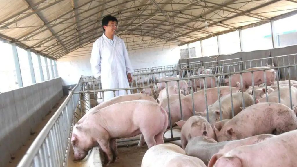 Chinese couple lose US$15 million pig farm in false fraud arrest, raising justice questions