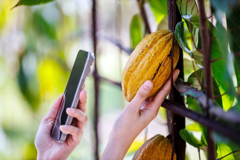 False confidence? Cocoa research challenges reliability of sustainability audits