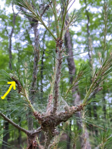 Pine False Webworm Uncommon In Wisconsin |