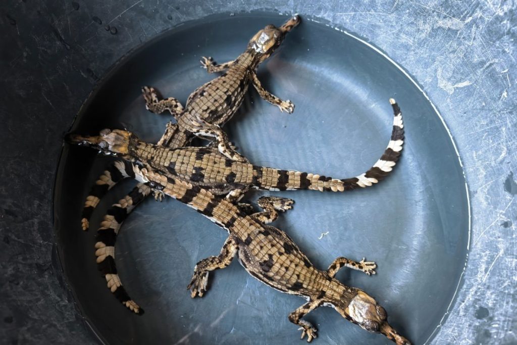 Three endangered false gharial hatchlings rescued in West Kalimantan
