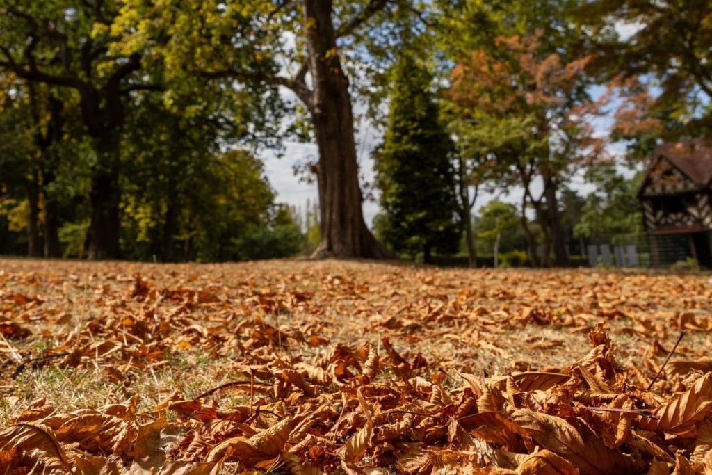 West Midlands gardeners report false autumn as dry weather turns leaves brown in August