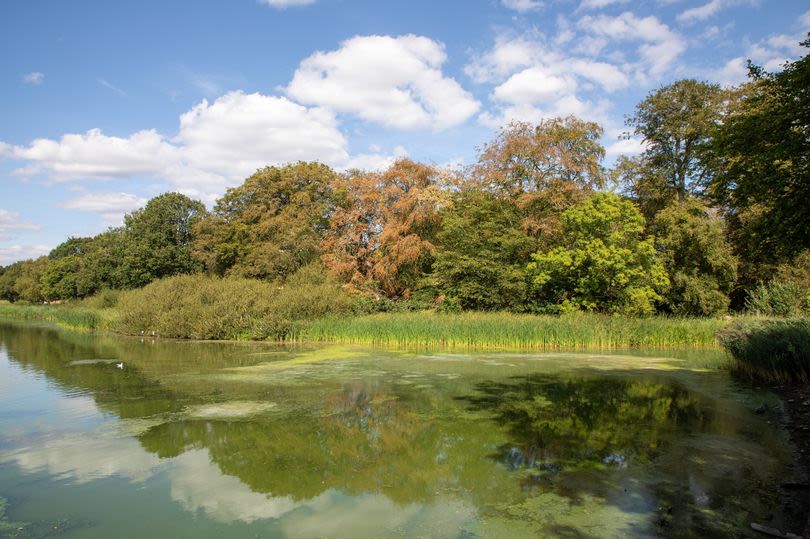 Birmingham trees lose leaves early as heatwave triggers ‘false autumn’ in August