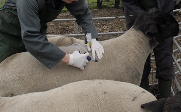 Bluetongue misinformation – what farmers really need to know | Farm News