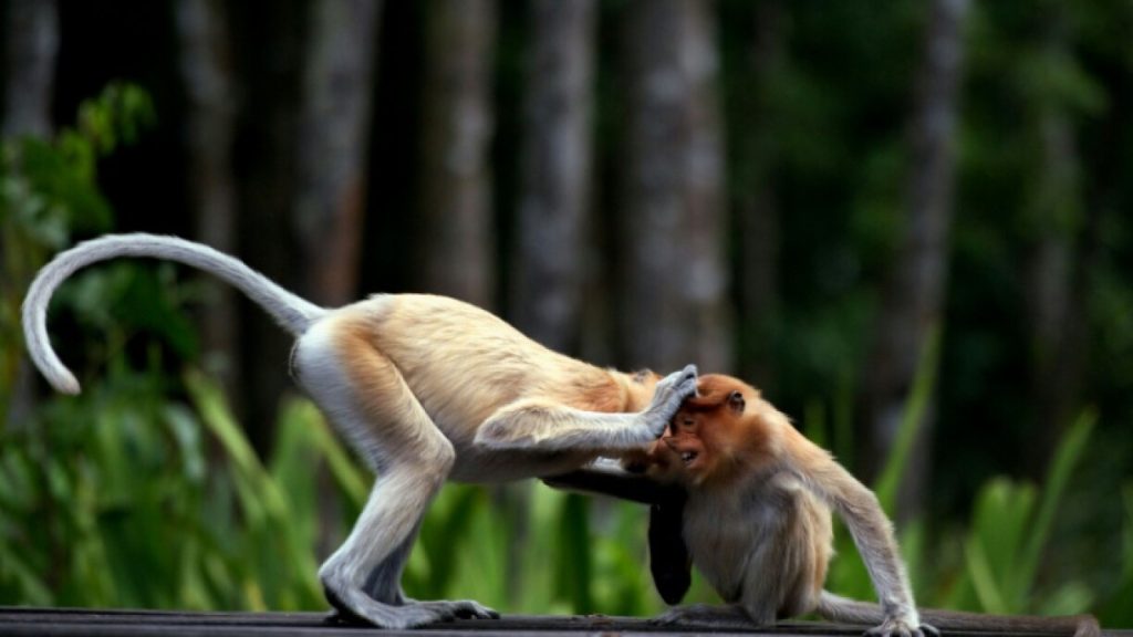 Feel-good fiction or dangerous misinformation?: ‘People could get hurt’: Conservationists decry AI wildlife visuals