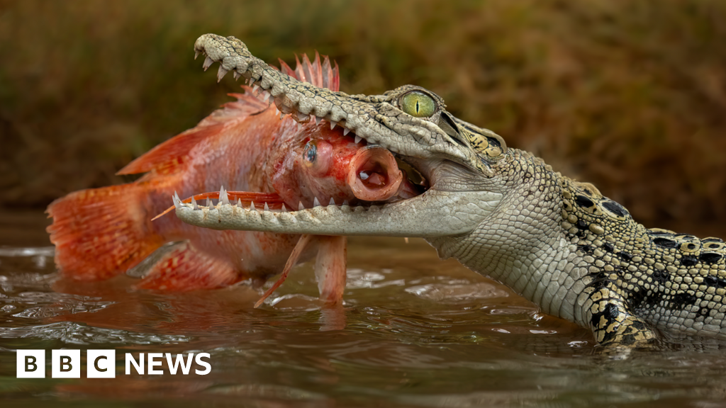 Man charged over AI image of crocodile in Singapore reservoir – BBC