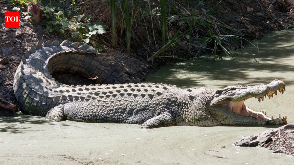 Man arrested after creating AI crocodile image at Singapore reservoir; authorities shut water activities for 2 days and searched for reptile that never existed | World News