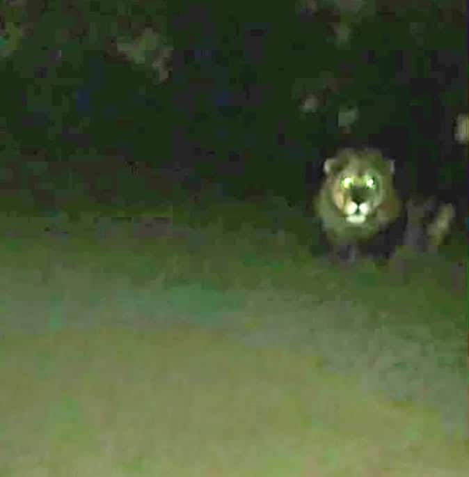 Lion on the lose located… community warned about false reports