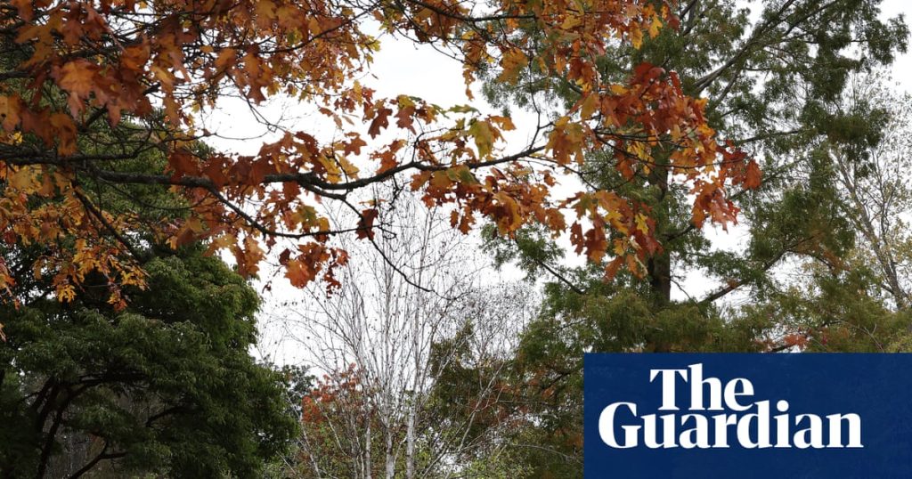 ‘False autumn’: stressed trees drop leaves early after scorching English summer | Autumn
