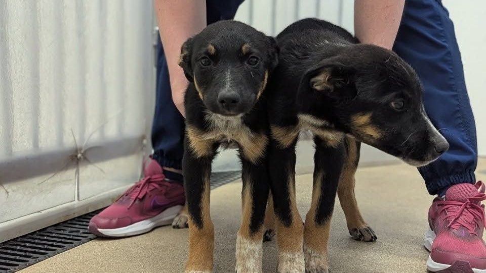 False report involving puppies prompts reminder from Community Animal Services : My Lethbridge Now