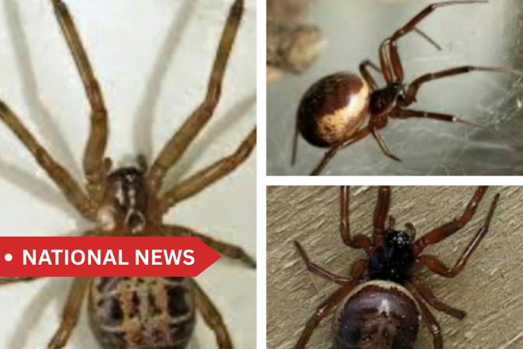 Irish households warned over venomous spider as temperatures start to plummet