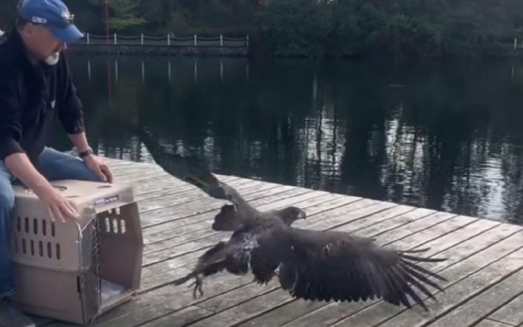 ‘Let us speak for ourselves’: West Shore wildlife rehab squashes online misinformation