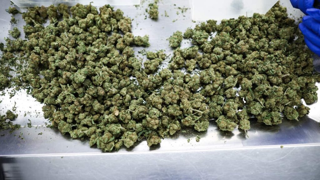 Medicinal cannabis prescriber scrubs false claims but won’t notify customers